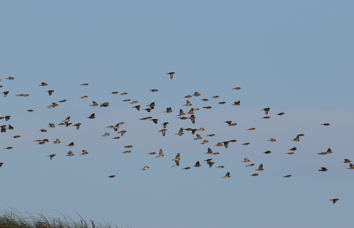 Fanello nordico - ML647128514