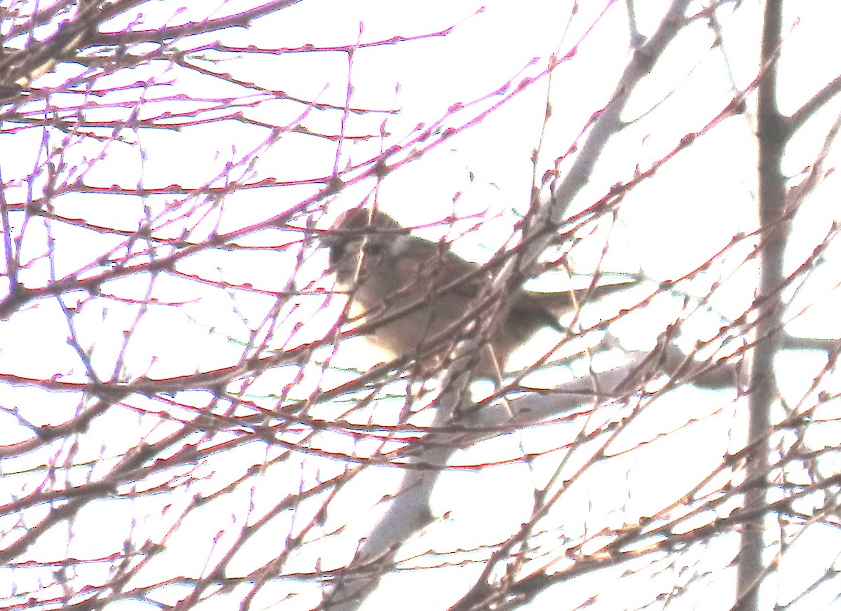 Хээрийн бор шувуу - ML647128518