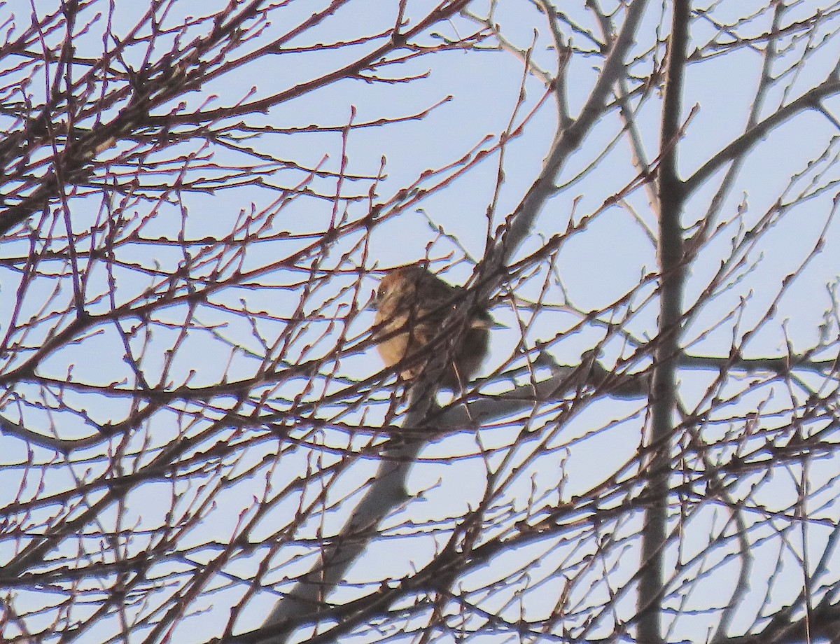 Хээрийн бор шувуу - ML647128519