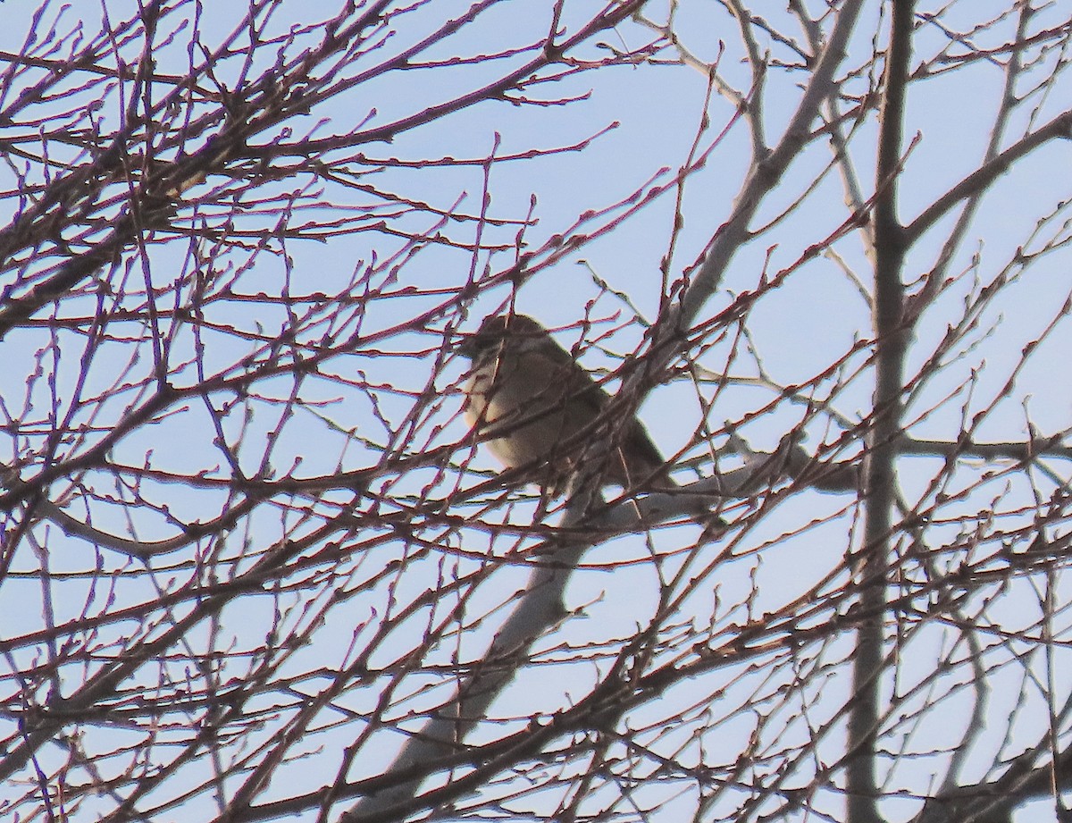 Хээрийн бор шувуу - ML647128520