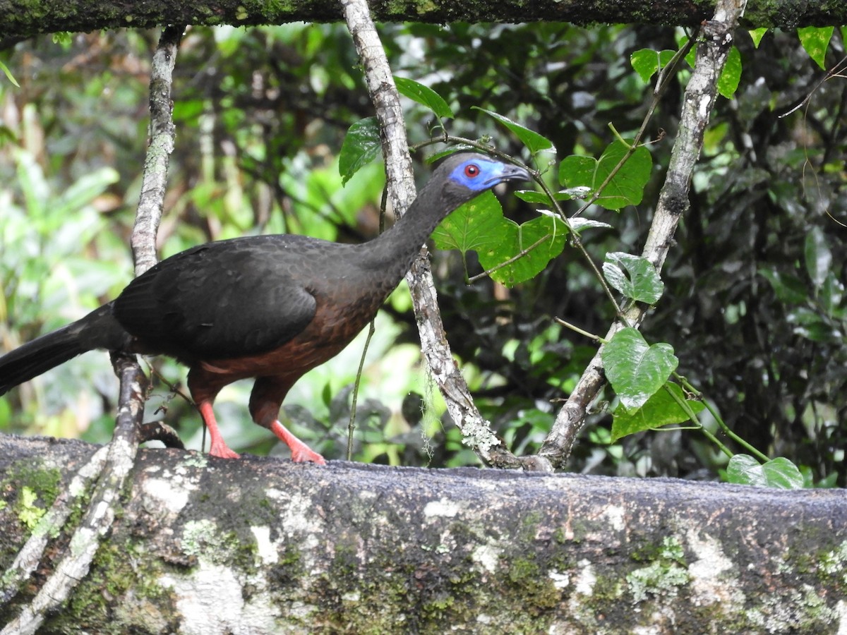 Sickle-winged Guan - ML647128521