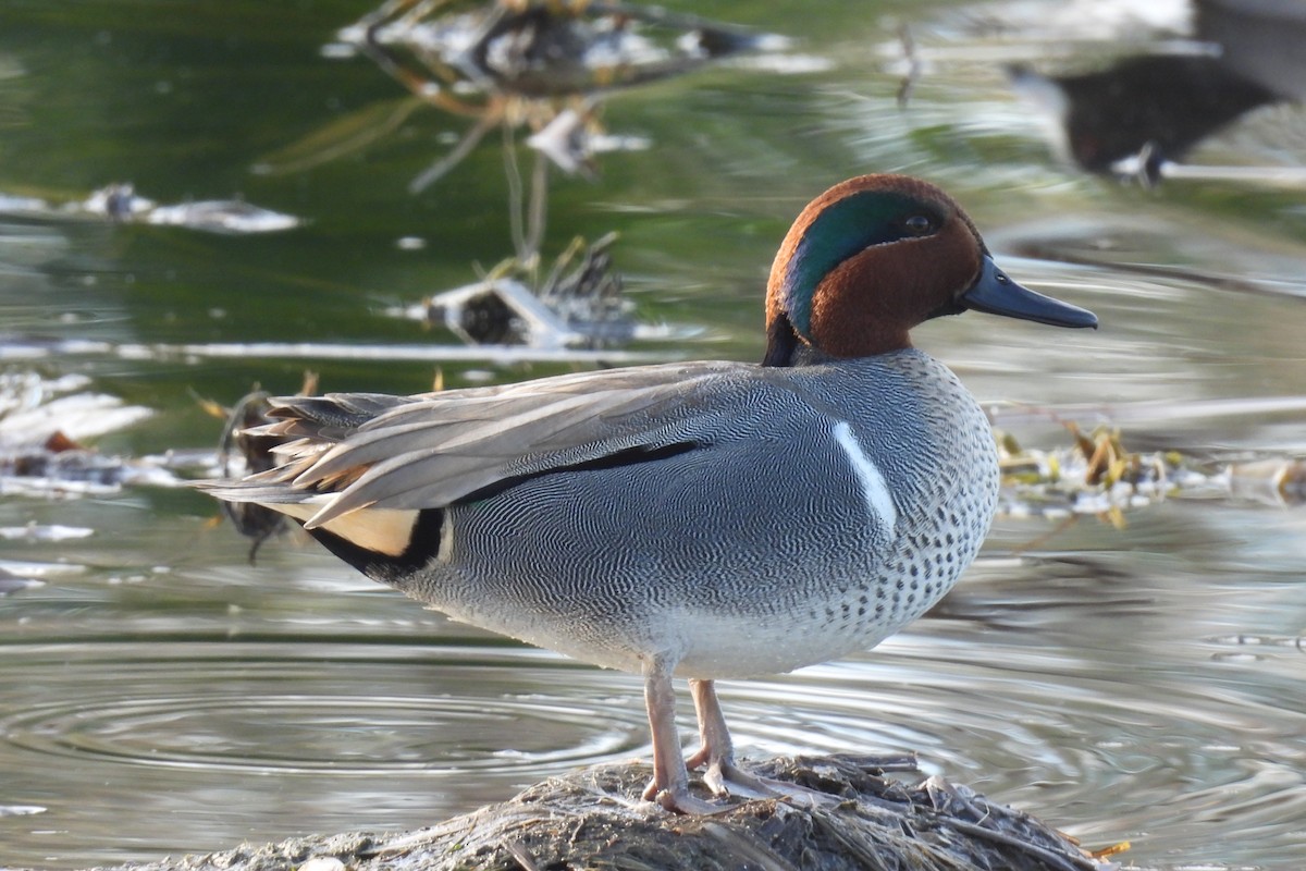 Green-winged Teal - ML647128524