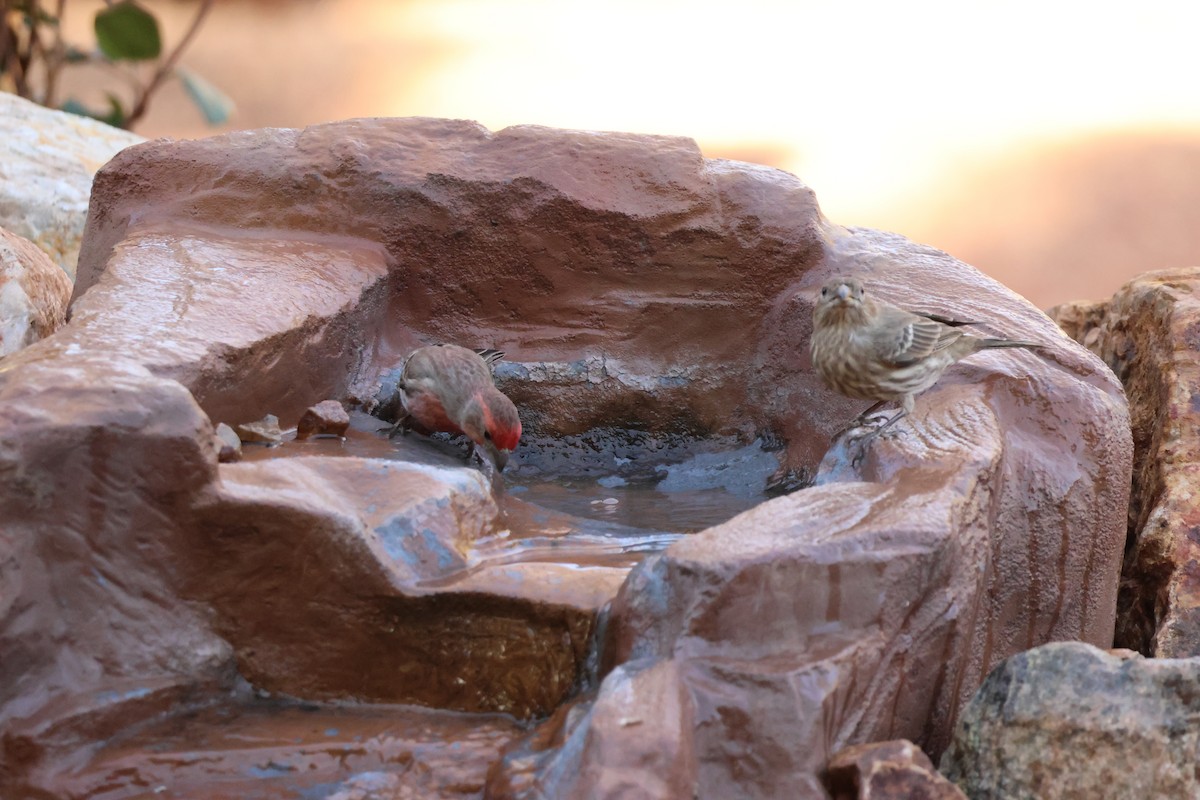 Roselin familier - ML647128526