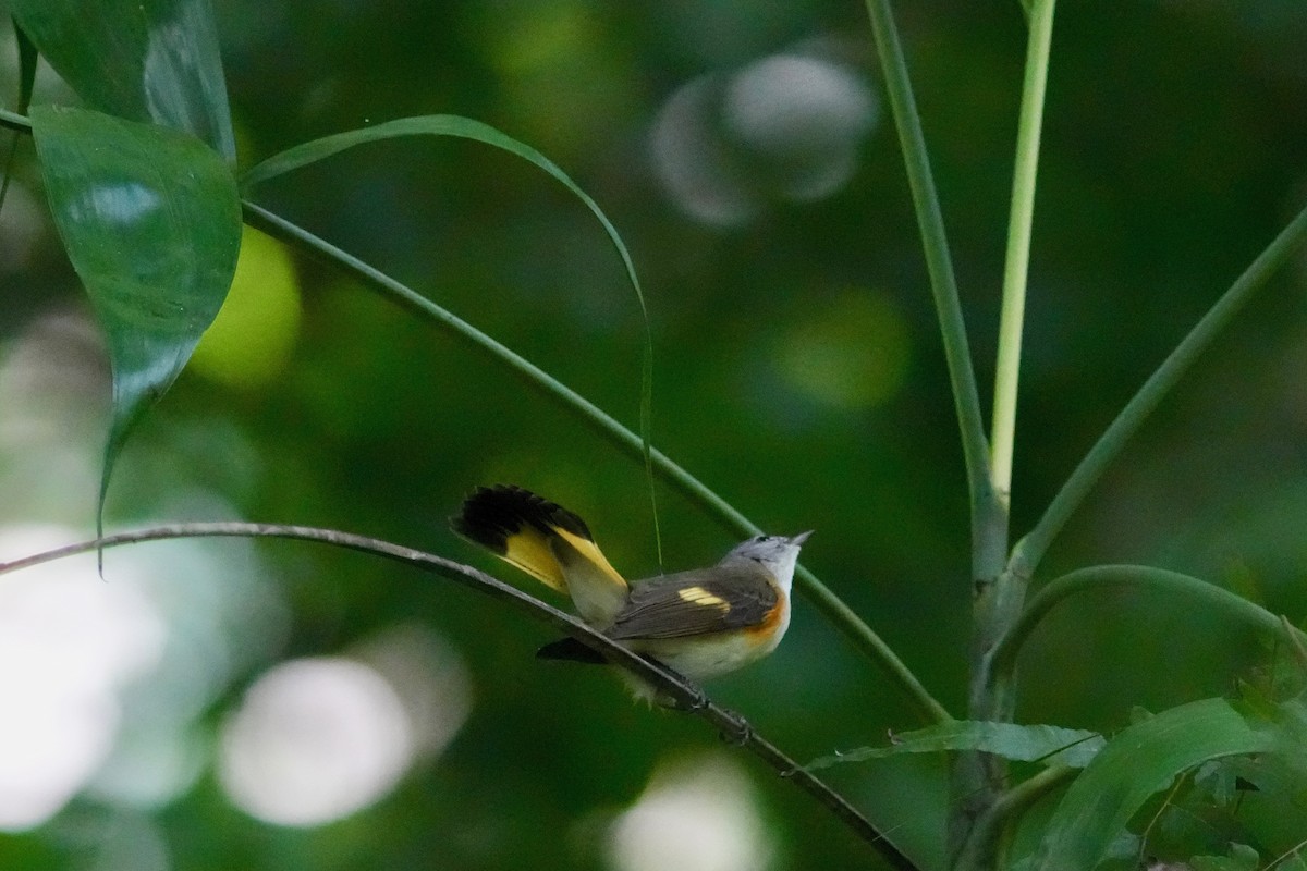 Горихвостковая древесница - ML647128527