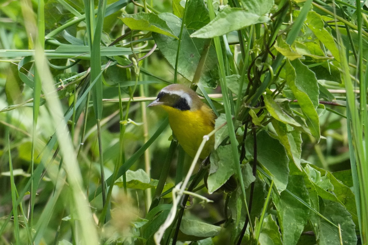 Common Yellowthroat - ML647128536