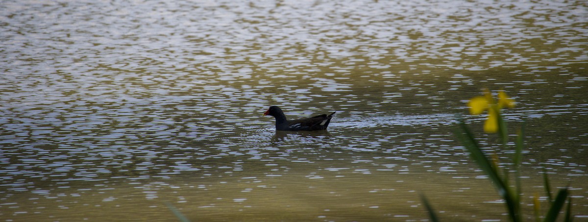 Eurasian Moorhen - ML647128539