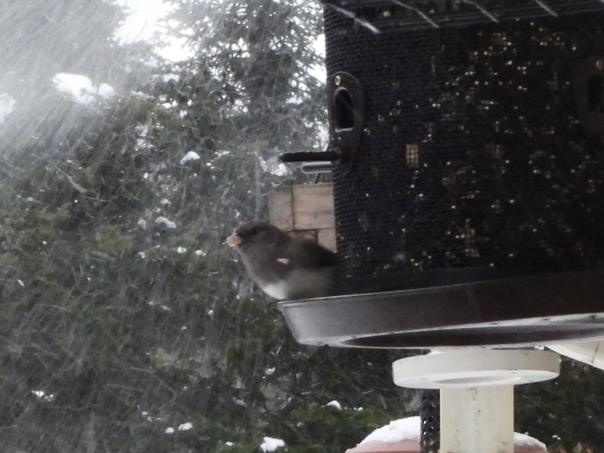Dark-eyed Junco - ML647128540