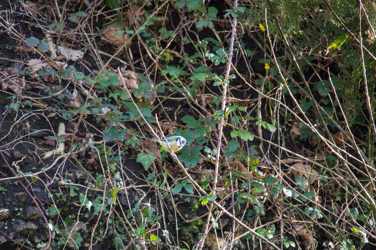 Eurasian Blue Tit - ML647128544