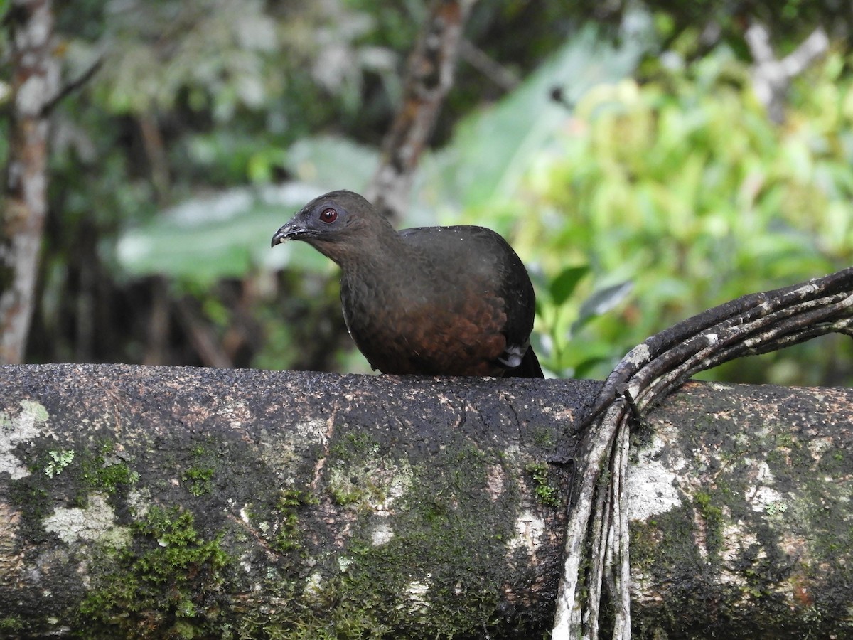 Sickle-winged Guan - ML647128546