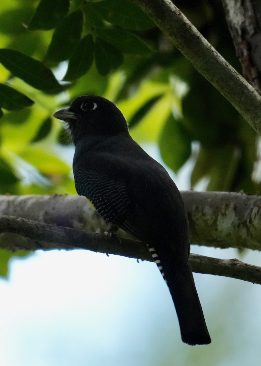 Gartered Violaceous Trogon - ML647128549