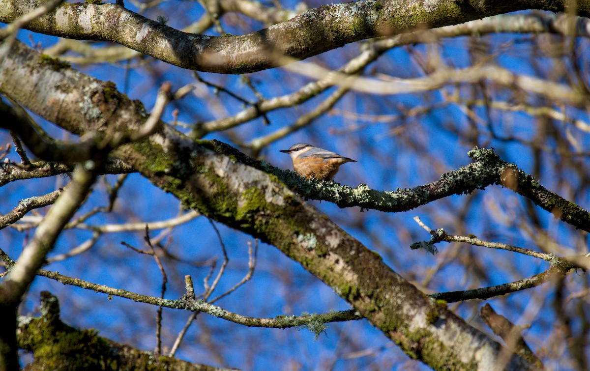 Eurasian Nuthatch - ML647128555