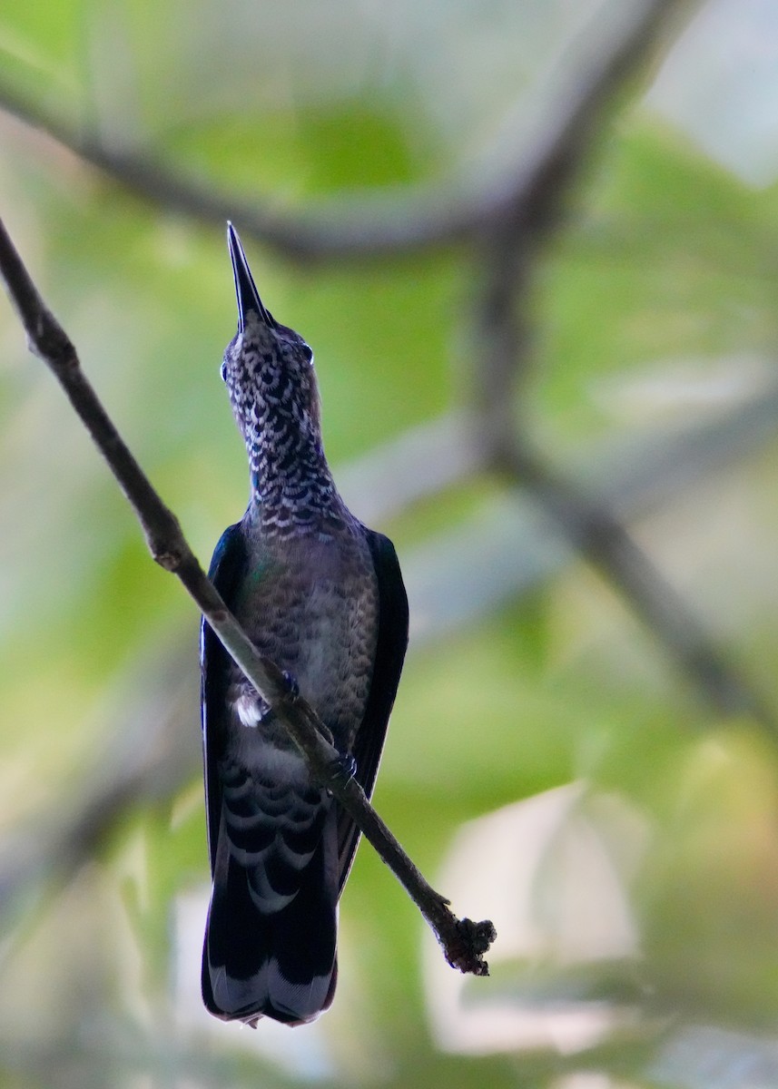 White-necked Jacobin - ML647128556
