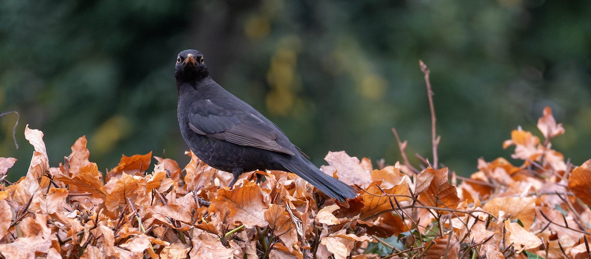 Eurasian Blackbird - ML647128558