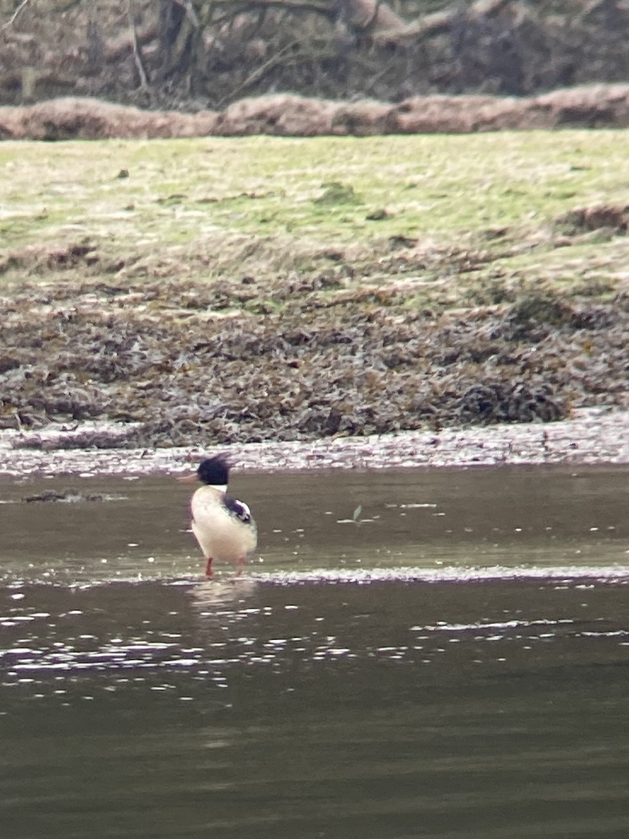 morčák prostřední - ML647128563