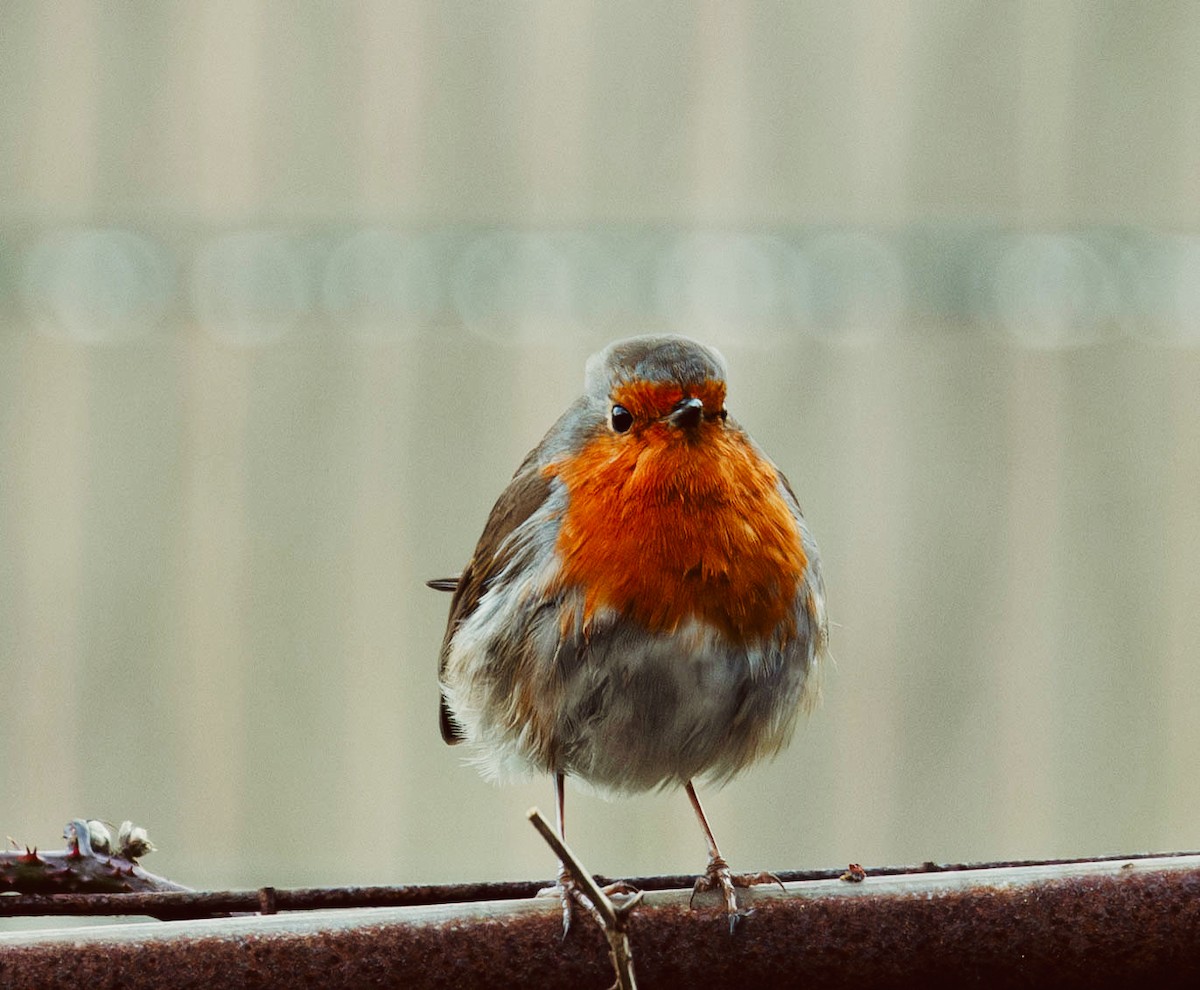 European Robin - ML647128564