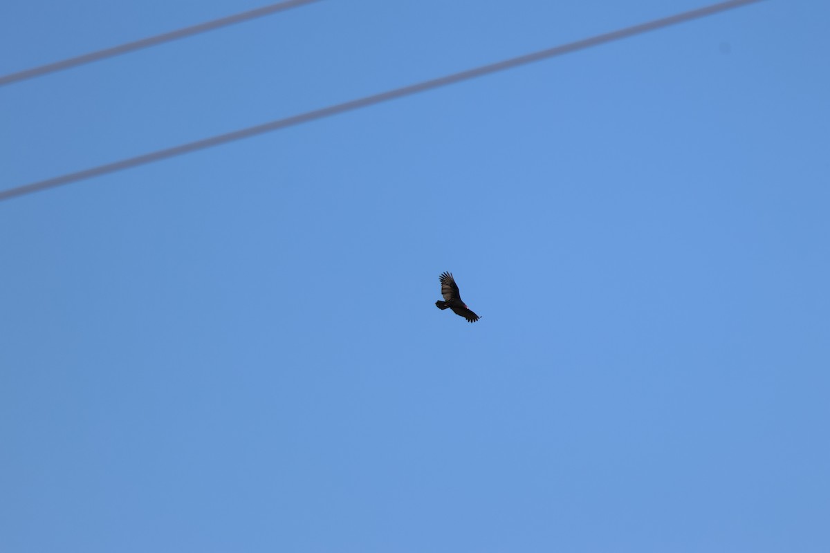 Turkey Vulture - ML647128565