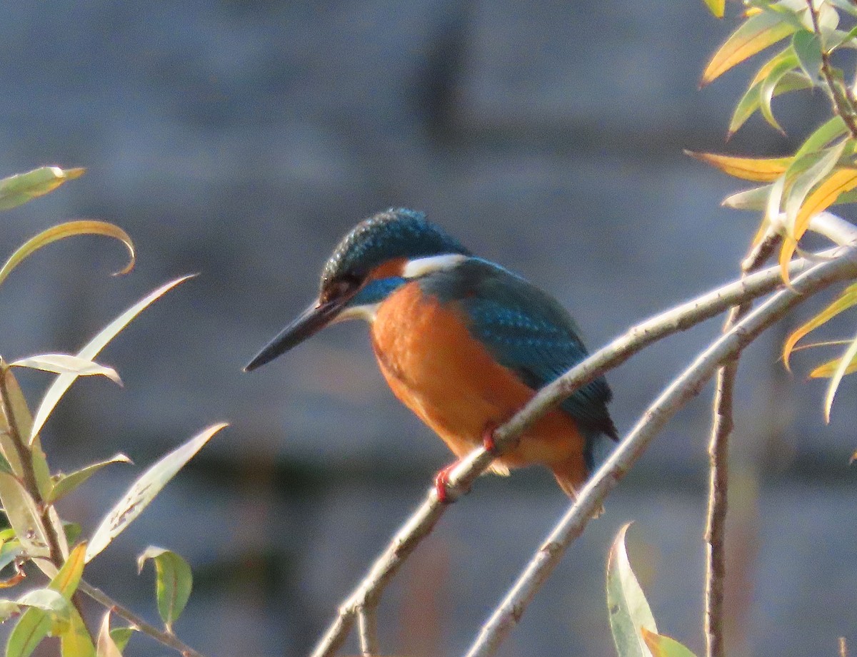 Номин шогшир - ML647128566