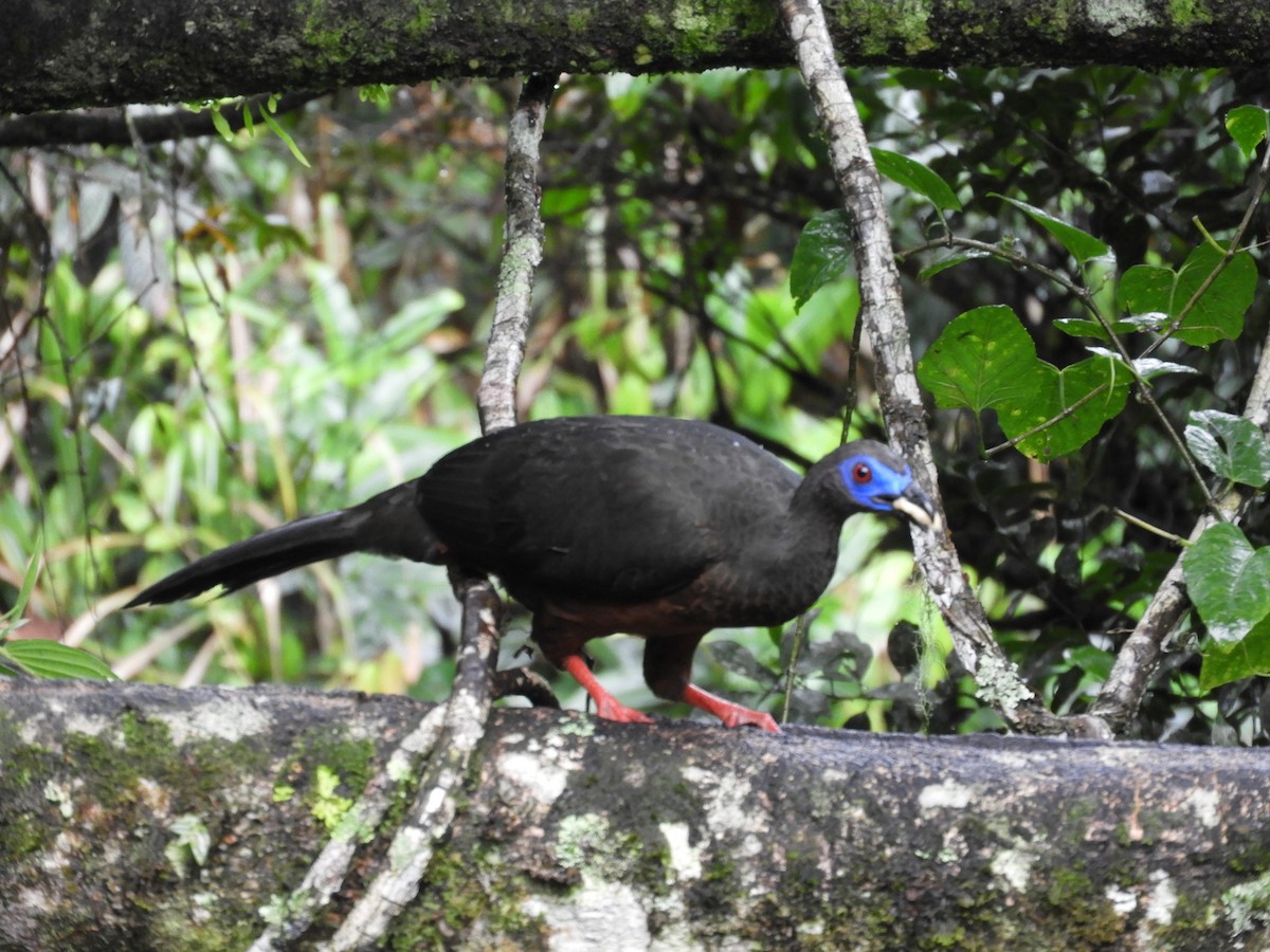 Sickle-winged Guan - ML647128567