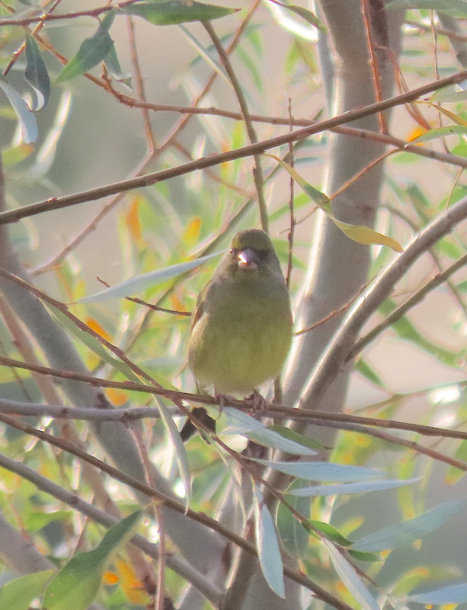 European Greenfinch - ML647128570