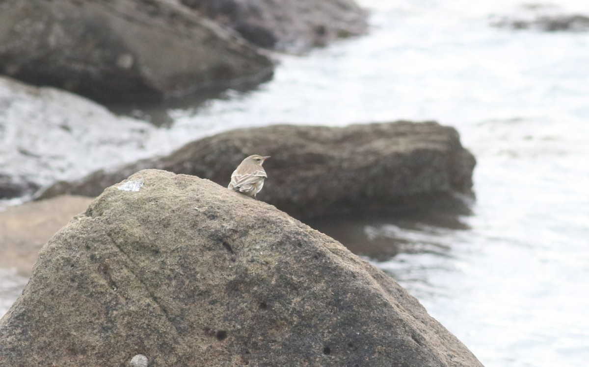 Spioncello - ML647128572