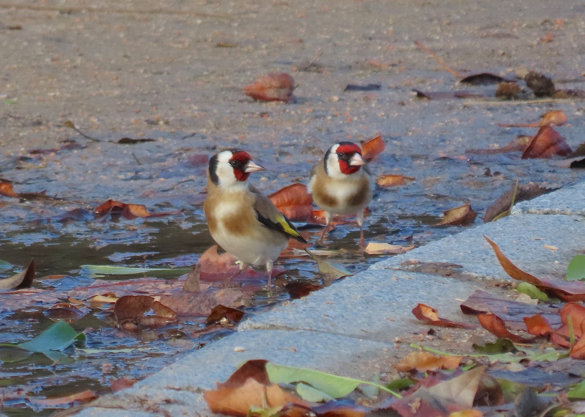 Бор бужирга - ML647128573