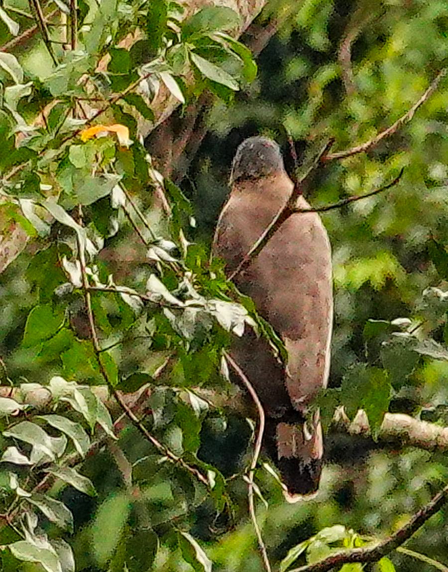 Culebrera Chiíla - ML647128574