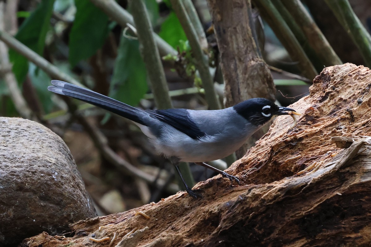 Garrulaxe de Desgodins - ML647128584