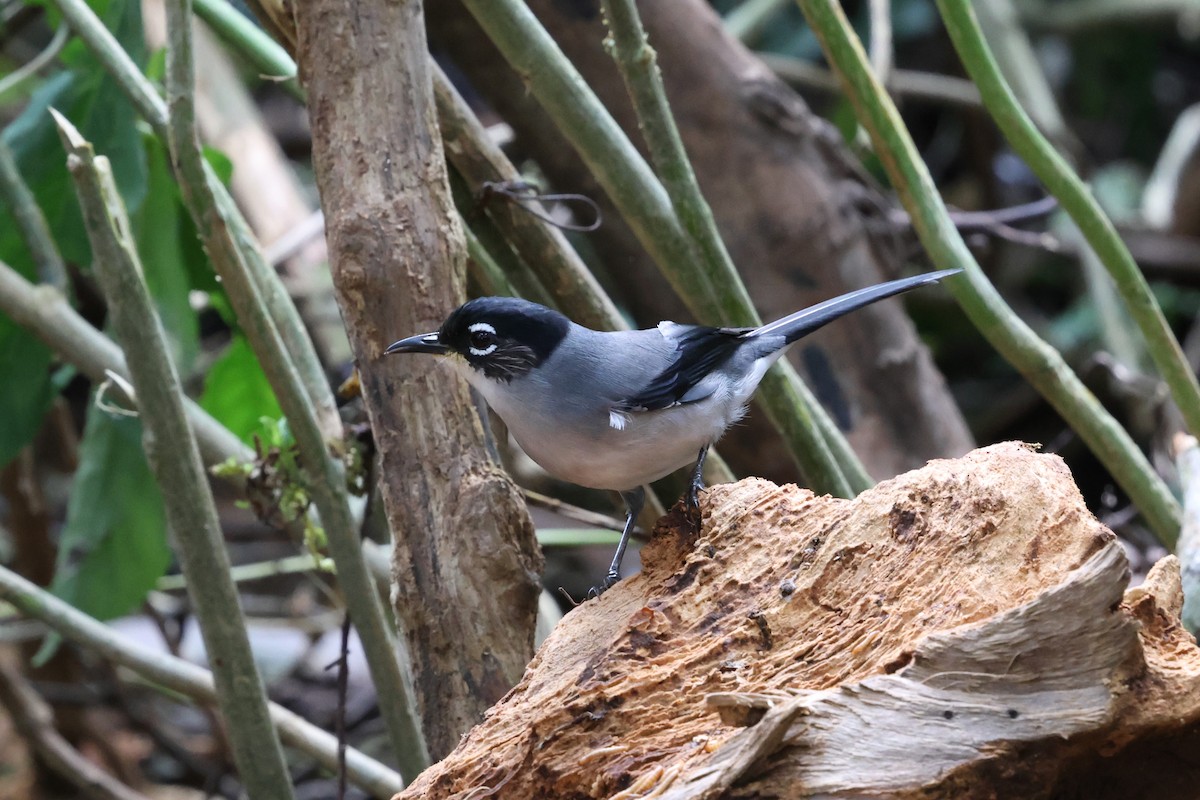 Garrulaxe de Desgodins - ML647128585