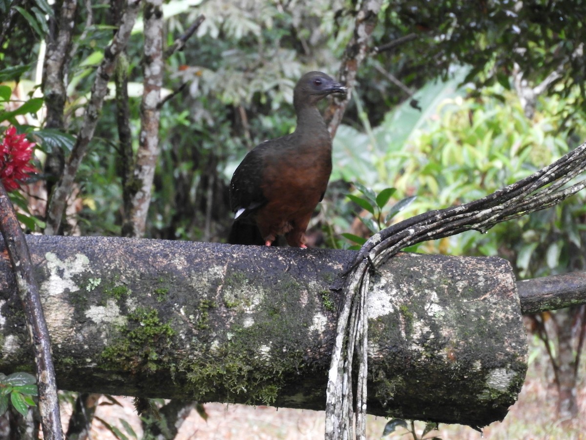 Sickle-winged Guan - ML647128586