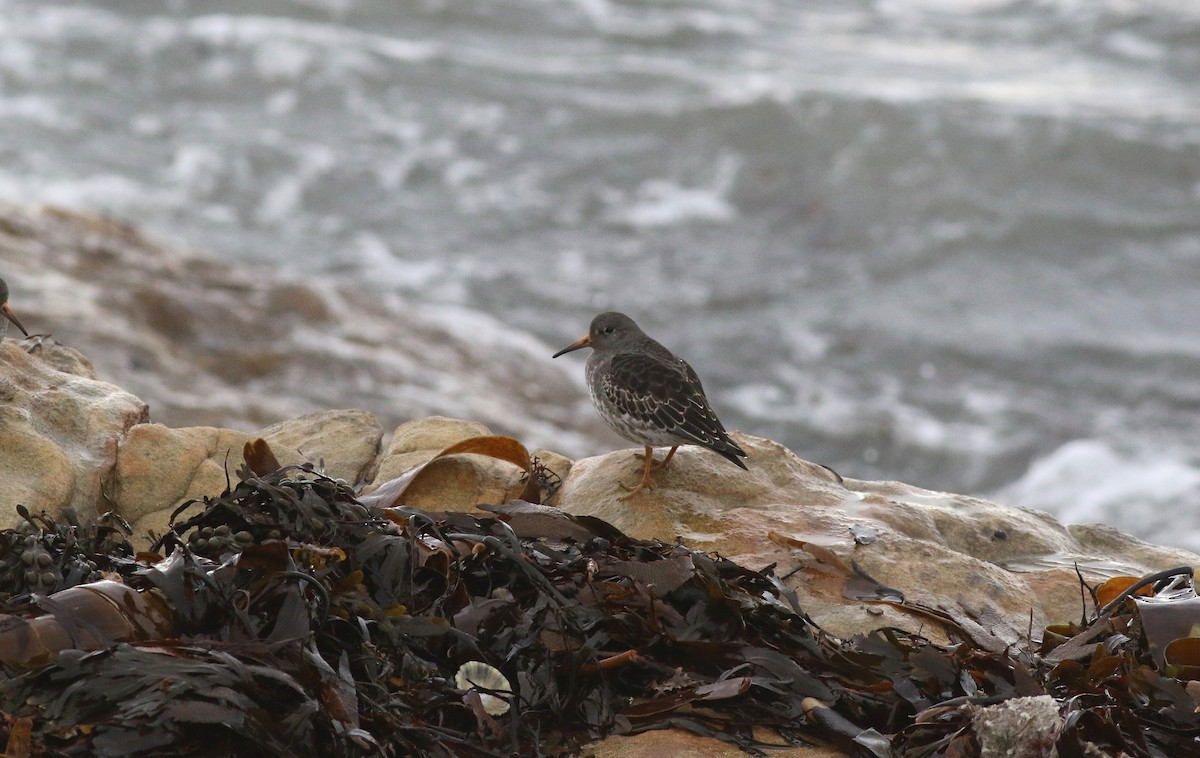 Piovanello violetto - ML647128587