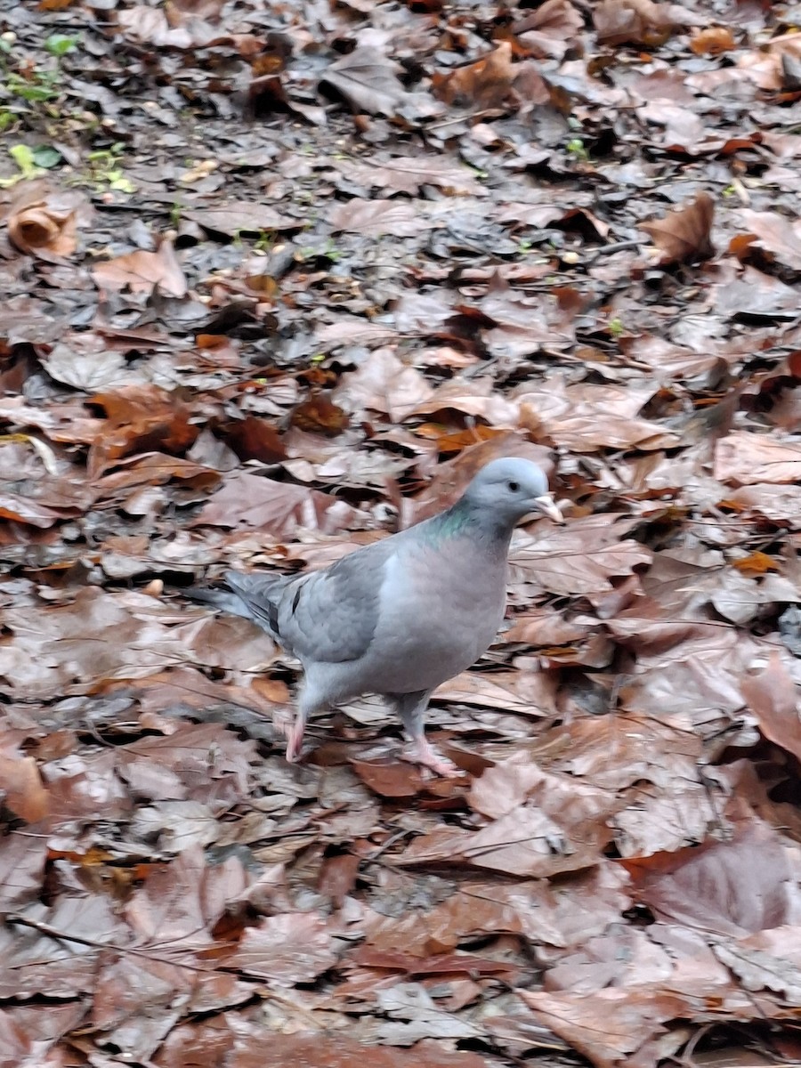 Stock Dove - ML647128589