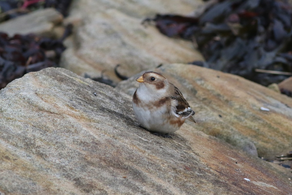 Zigolo delle nevi - ML647128590