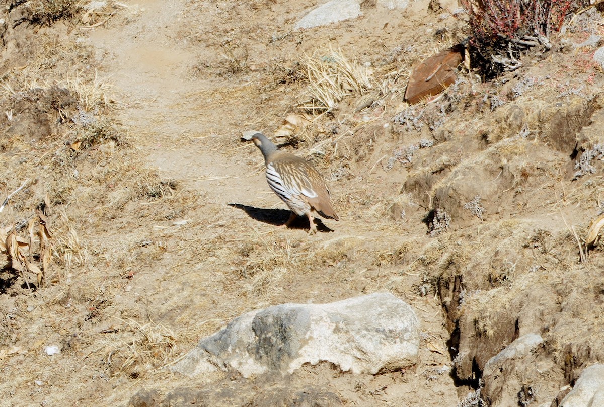 Tibetan Snowcock - ML647128595