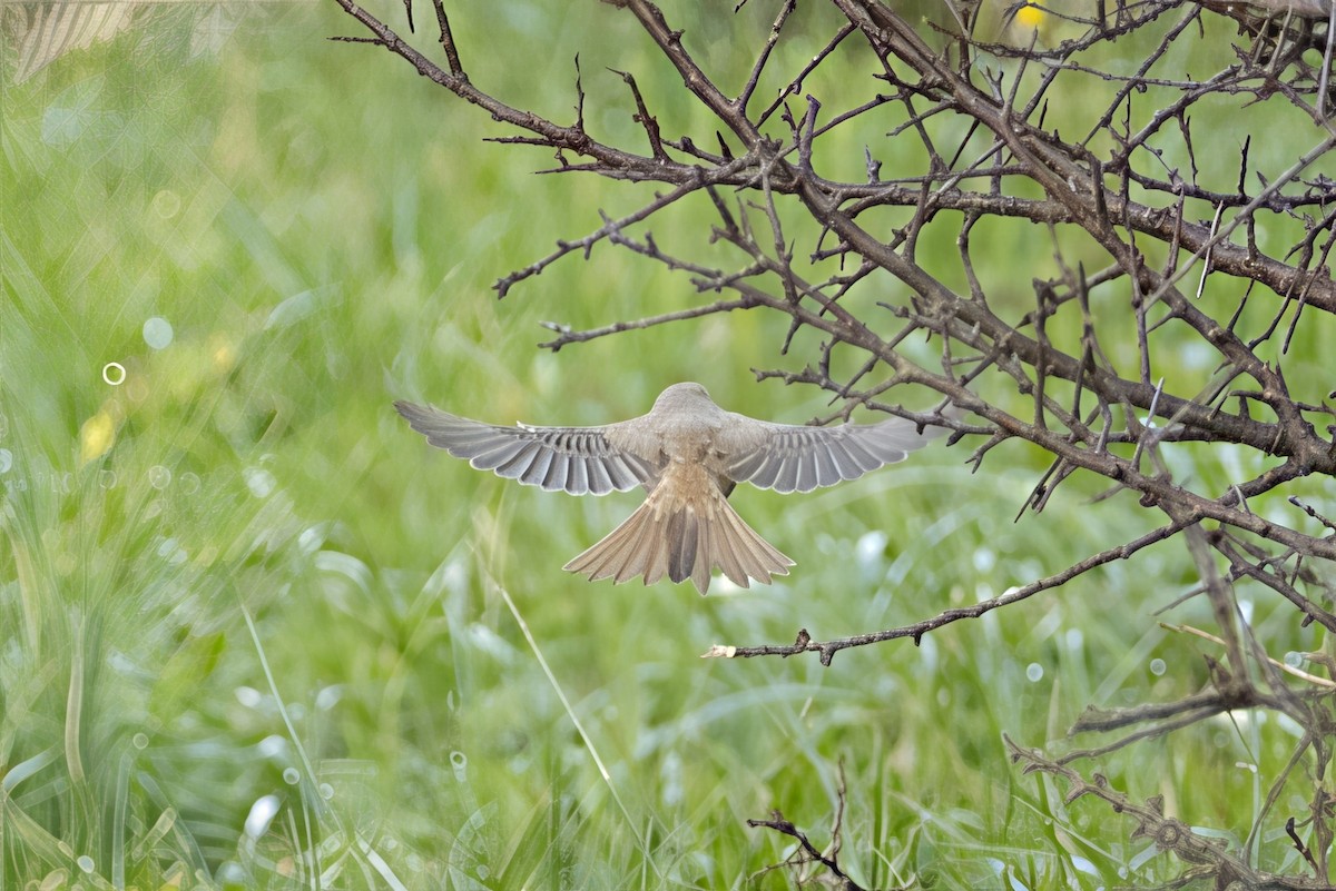 Isabellwürger - ML647128602