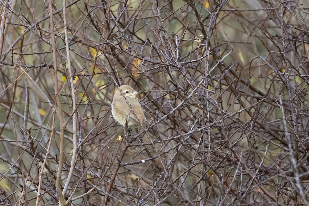 Isabellwürger - ML647128603