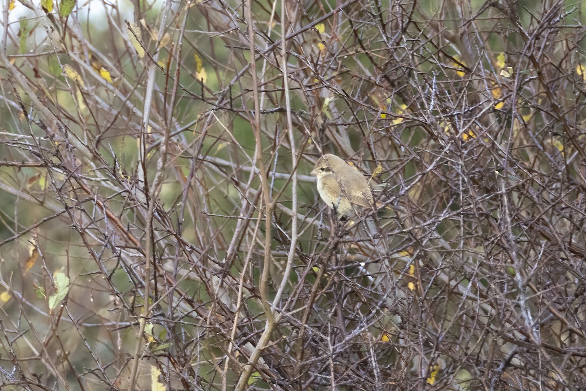 Isabellwürger - ML647128604