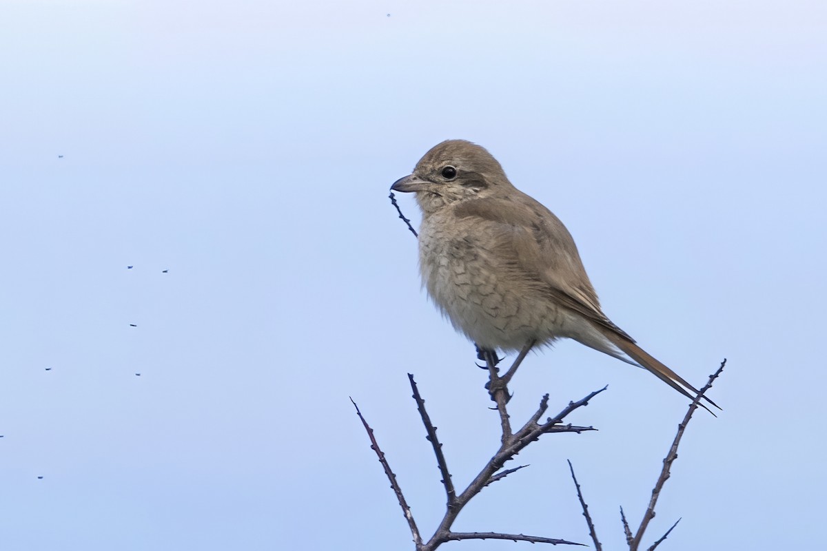 Isabellwürger - ML647128605