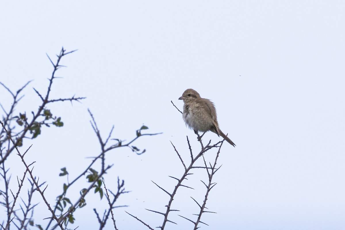 Isabellwürger - ML647128606