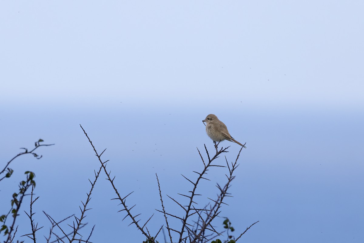 Isabellwürger - ML647128607