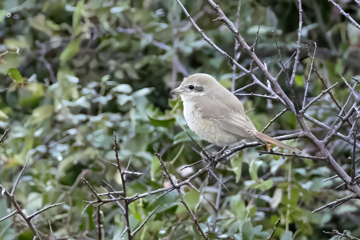 Isabellwürger - ML647128608