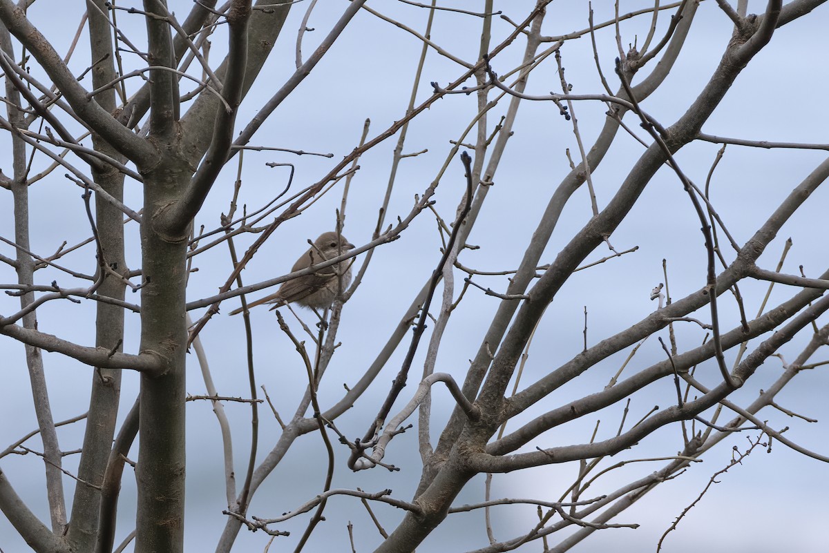 Isabellwürger - ML647128609