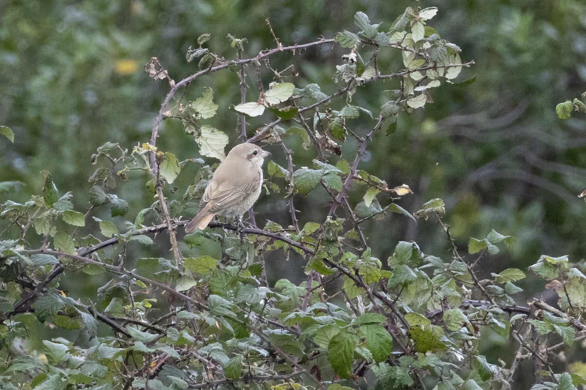 Isabellwürger - ML647128612