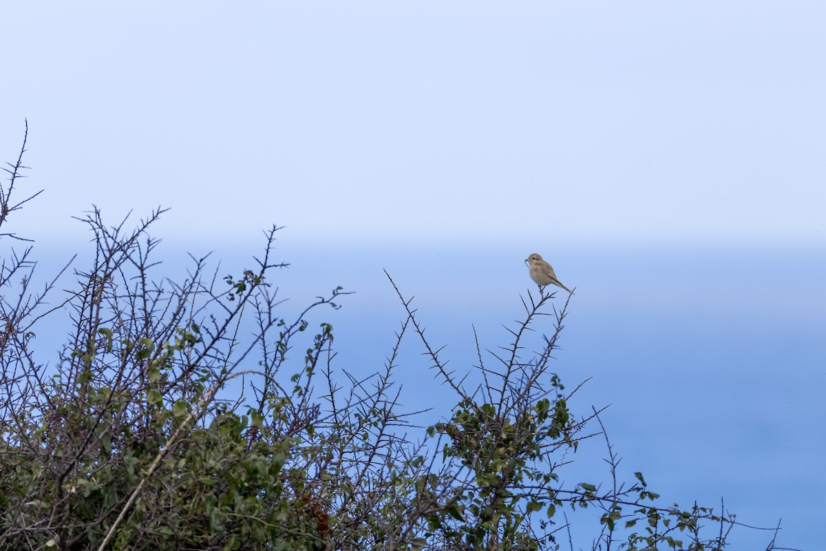 Isabellwürger - ML647128613