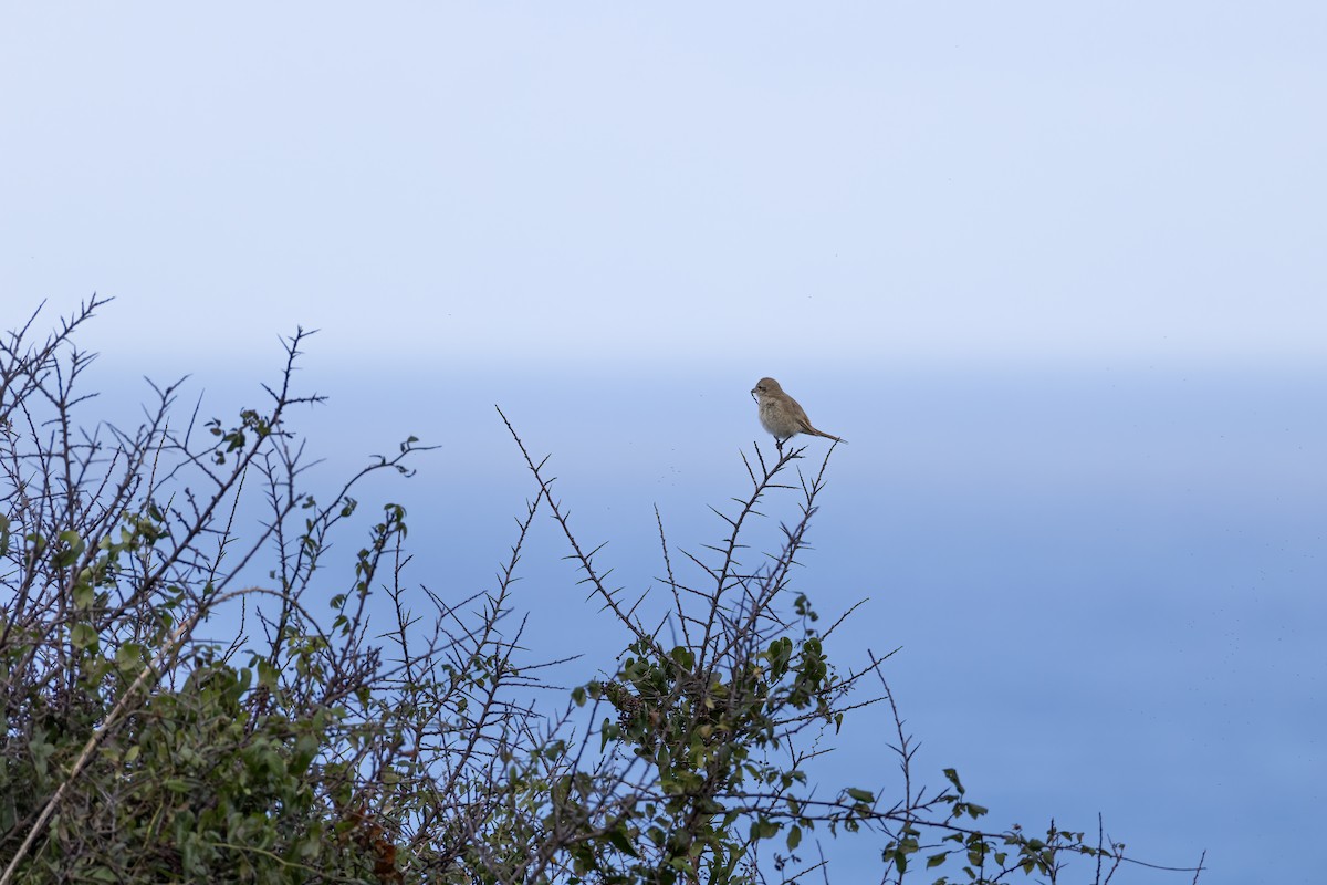 Isabellwürger - ML647128614