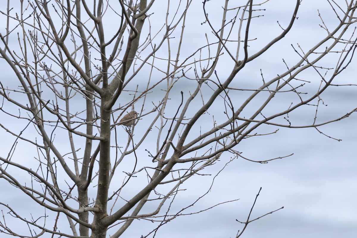 Isabellwürger - ML647128615