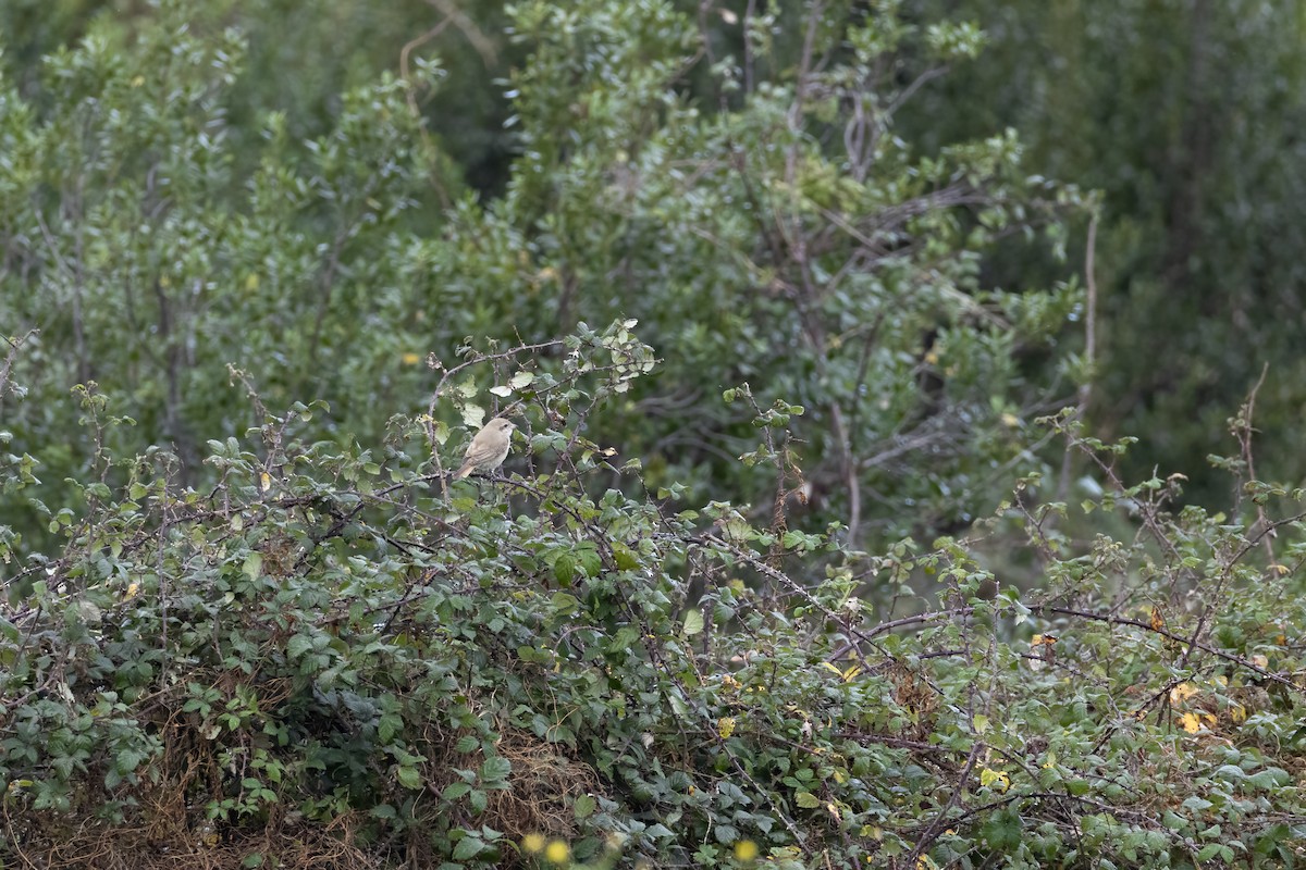 Isabellwürger - ML647128616