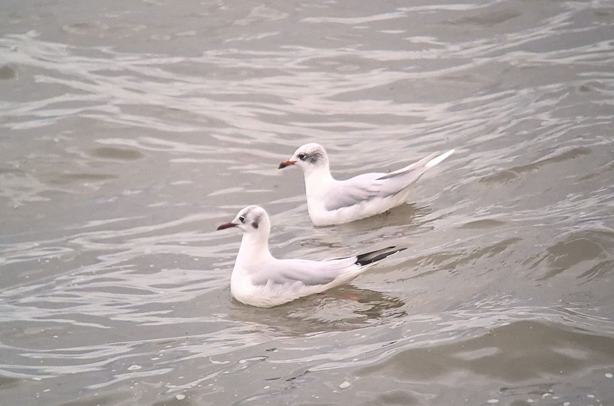 Mediterranean Gull - ML647128619