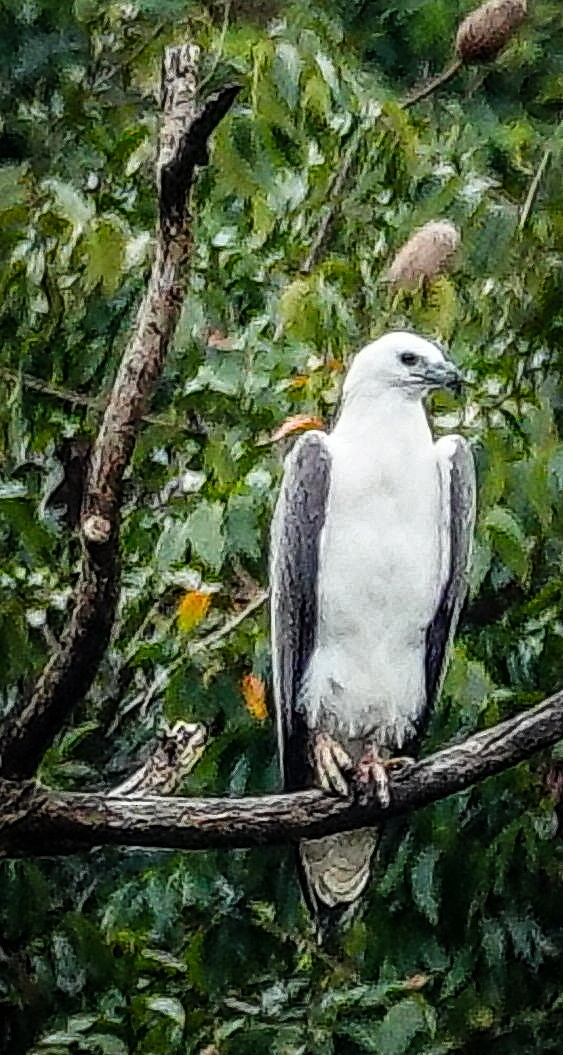 White-bellied Sea-Eagle - ML647128624