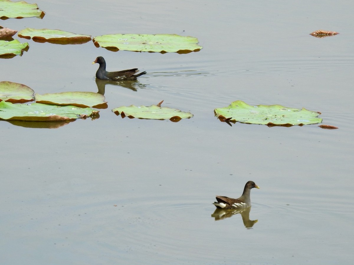 Eurasian Moorhen - ML647128627