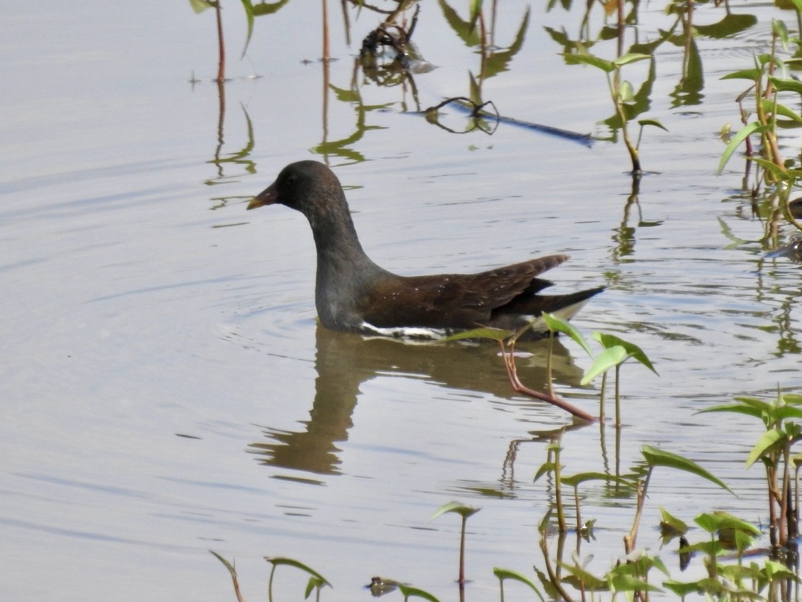 Eurasian Moorhen - ML647128628